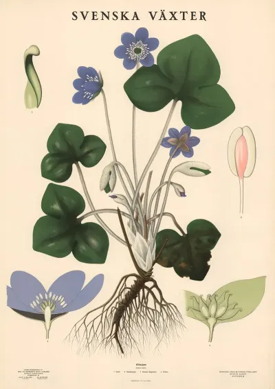 Blasippa Anemone Hepatica