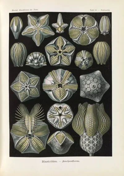 Blastoidea Knospensterne
