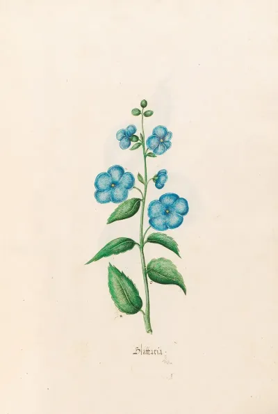 Blattaria 2