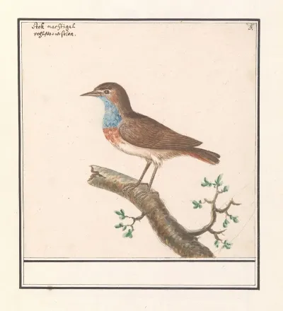 Blauwborst Luscinia Svecica