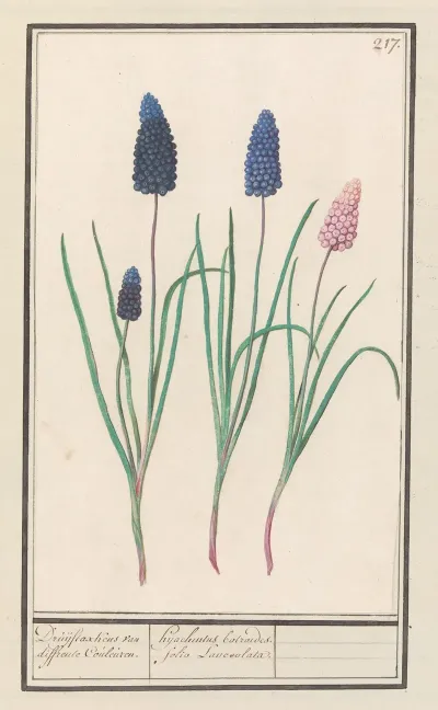 Blauwe Druifjes Muscari Botryoides
