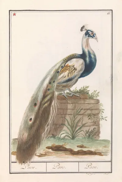 Blauwe Pauw Pavo Cristatus 2