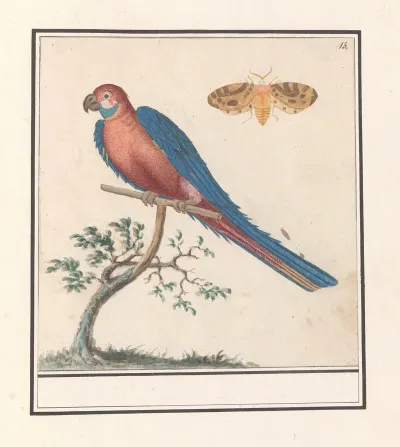 Blauwgele Ara Ara Ararauna En Een Insect