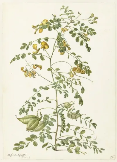Blazenstruik Colutea Arborescens
