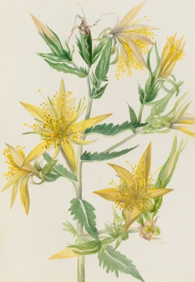 Blazing Star Mentzelia Laevicaulis