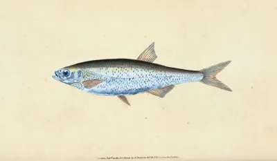 Bleak Cyprinus Alburnus