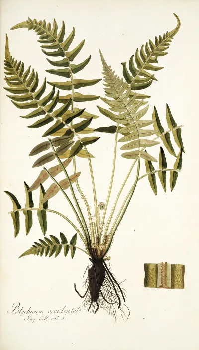 Blechnum Occidentale