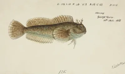Blenniidae Tas Blenny