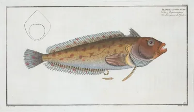 Blennius Superciliosus