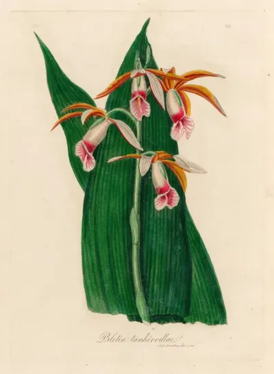 Bletia Tankervillae