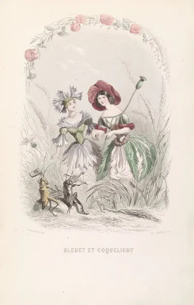Bleuet Et Coquelicot
