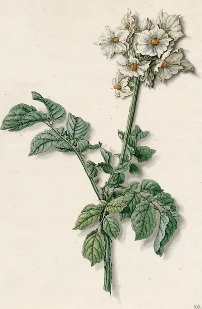 Bloeiende Aardappelplant