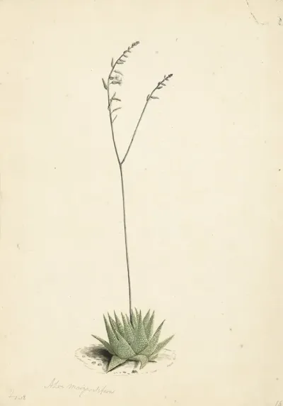 Bloeiende Aloe