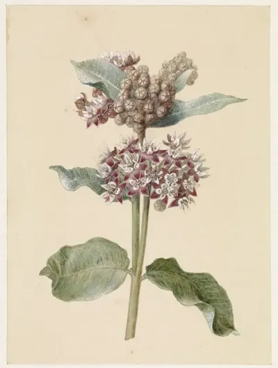 Bloeiende Asclepias Species