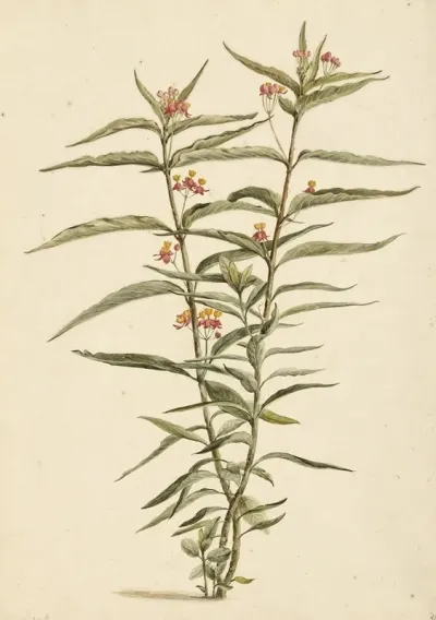Bloeiende Frederiksbloem Asclepias Curassavica