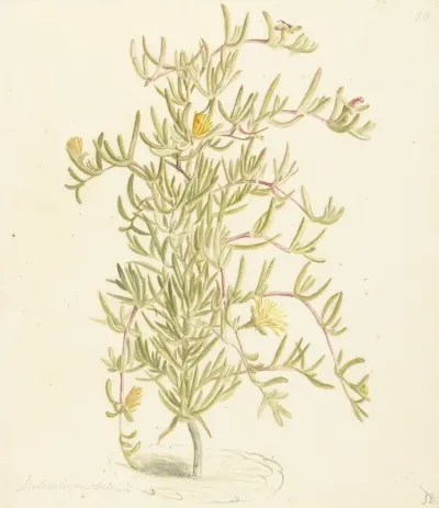 Bloeiende Mesembryanthemum Uit De Familie Der Aizoaceae