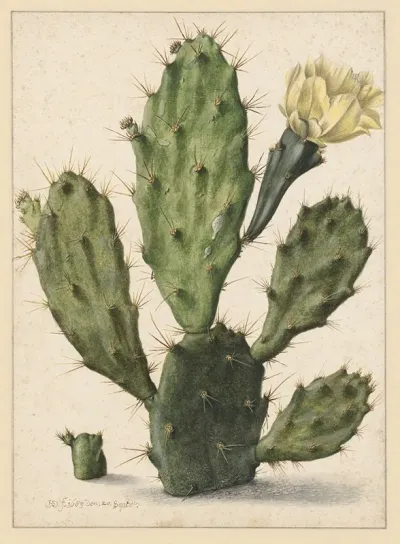 Bloeiende Vijgcactus