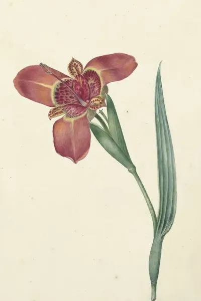 Bloem Met De Naam Ferraria Tigrina