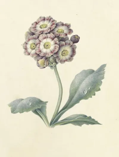 Bloemenstudie 2