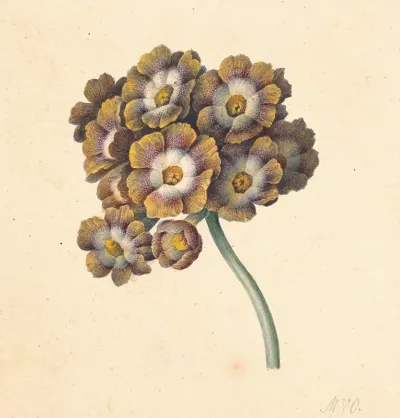 Bloemenstudie 3