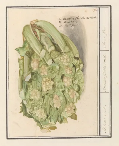 Bloemkool Brassica Oleracea Convar Botrytis Var Botrytis