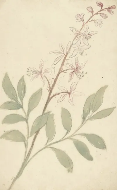 Bloemstudie 5