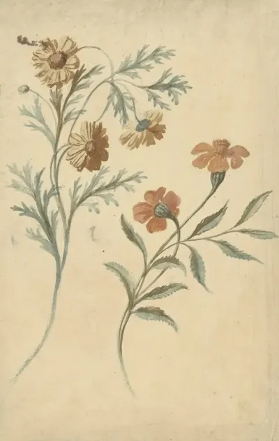 Bloemstudie Van Een Rode En Een Bruine Bloem