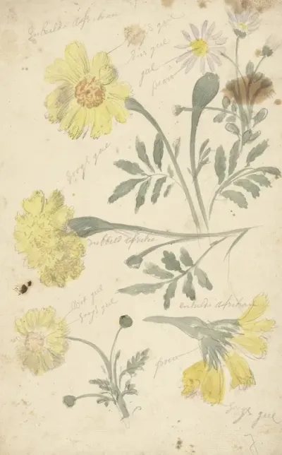 Bloemstudies Van Afrikaantjes