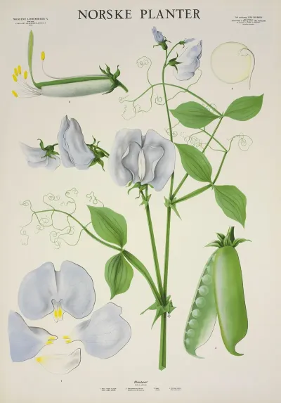 Blomsterert