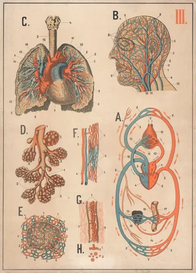 Blood And Its Circulation As Well As The Lungs