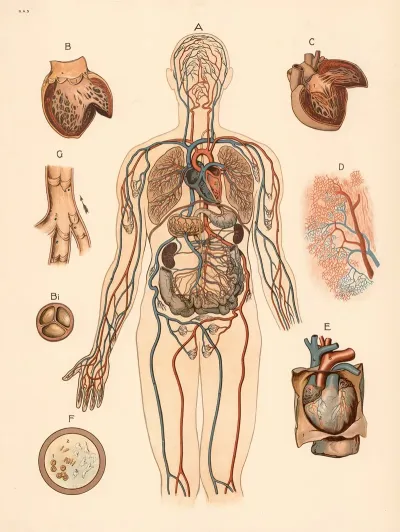 Blood Circulation 4
