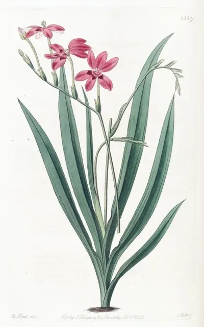 Blood Spotted Anomatheca