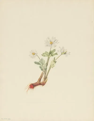 Bloodroot Sanguinaria Canadensis 3