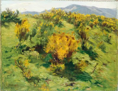 Blooming Gorse