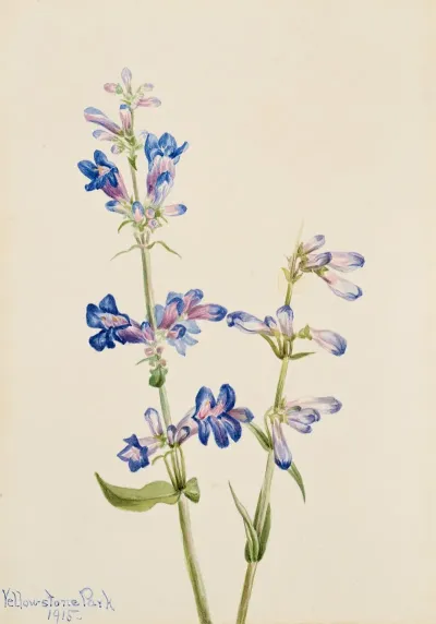 Blue Beard Tongue Pentstemon