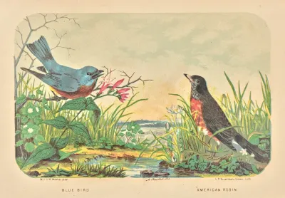 Blue Bird American Robin