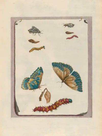 Blue Butterflies 2