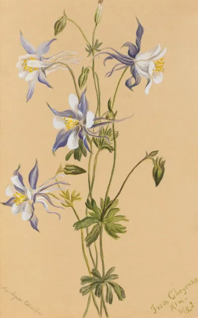 Blue Columbine Aquilegia Caerulea