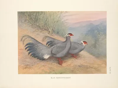 Blue Eared Pheasant Crossoptilon Auritum