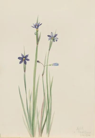 Blue Eyed Grass Sisyrinchium Angustifolium 2