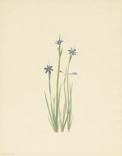Blue Eyed Grass Sisyrinchium Angustifolium 3