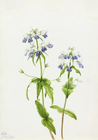 Blue Eyed Mary Collinsia Verna 2