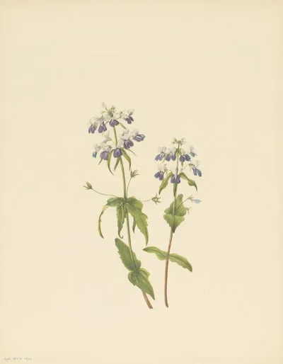Blue Eyed Mary Collinsia Verna 3