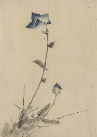 Blue Flower Blossom And Bud At The End Of A Stalk