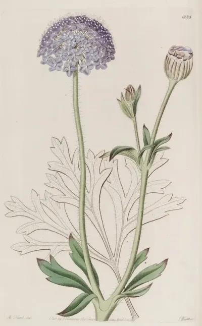 Blue Flowered Trachymene