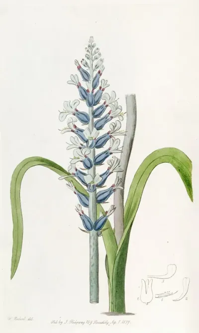 Blue Flowering Pallid Lachenalia