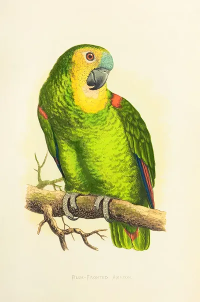 Blue Fronted Amazon