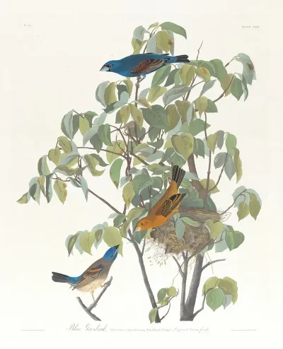 Blue Grosbeak