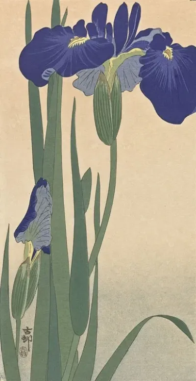 Blue Irises