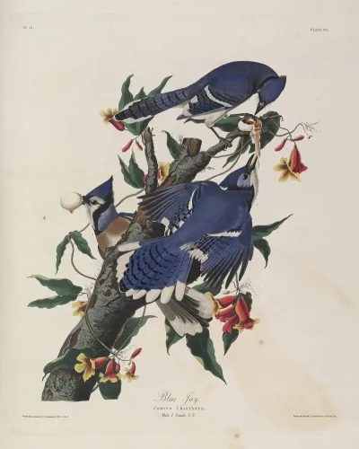 Blue Jay 2